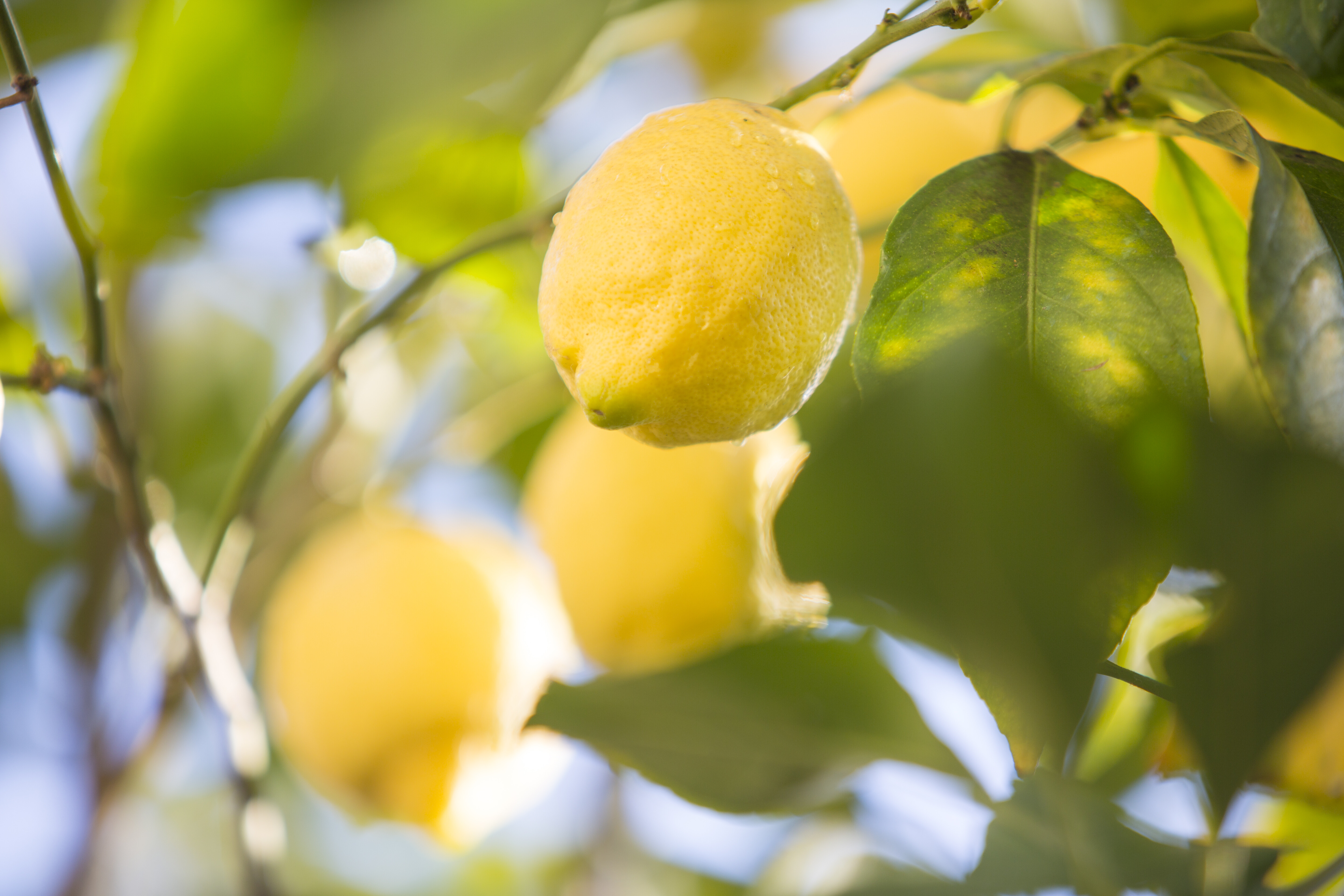 Fresh lemons growing in Cyprus